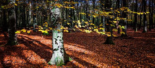 Forêt de Speulder 3