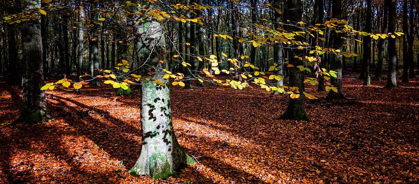 Forêt de Speulder 3 par Henk Leijen
