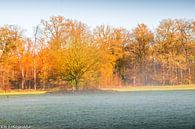 Autumn 2020 by N-Joy Pictures thumbnail