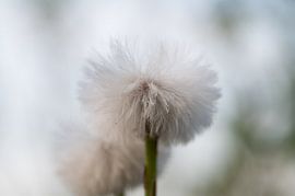 Plus léger que l'air