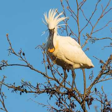 Oiseaux | Spatule Punky sur Servan Ott