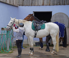 Training with the white horse on a riding arena in autumn