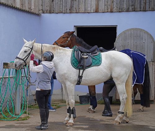 Training met het witte paard op een rijbak in de herfst