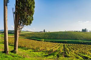 Zypressen und Chianti-Weinberge, Toskana