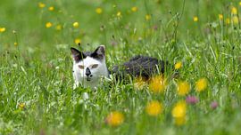 Black and White Cat in Spring Meadow - Domestic Animal in Natural Setting von Sebastian Czech