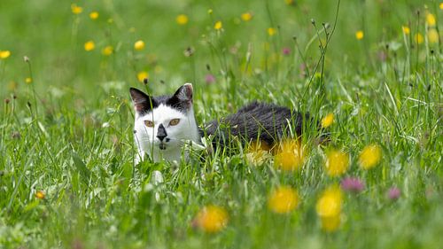 Black and White Cat in Spring Meadow - Domestic Animal in Natural Setting