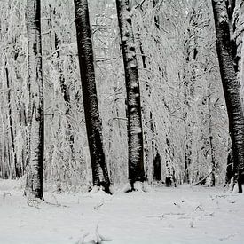 Winter im Wald von Claudia Evans