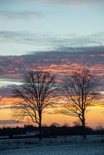 zonsondergang met silhouetten van kale bomen op besneeuwd veld in winter, Holland