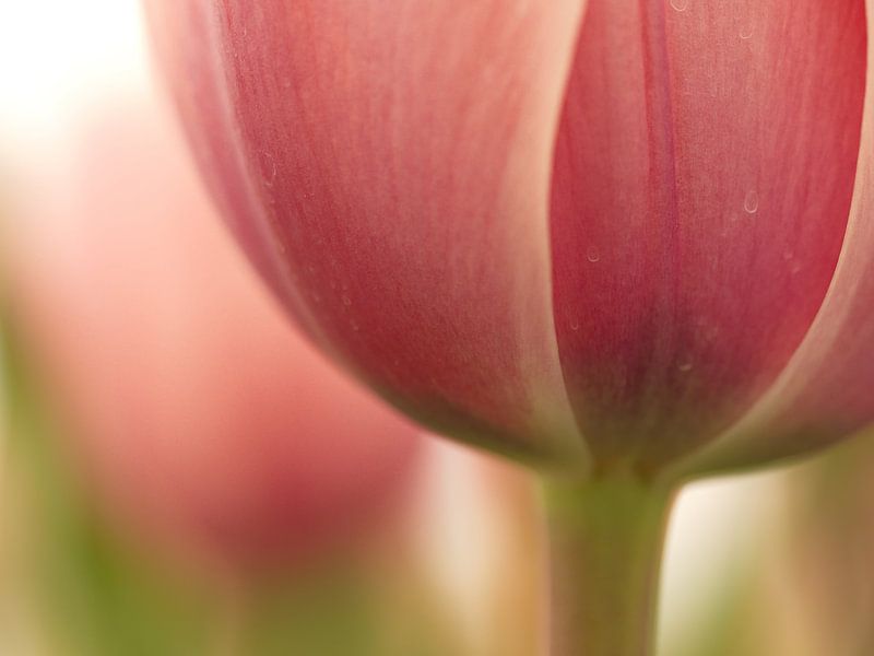 Tulp 1 van Dick Vermeij