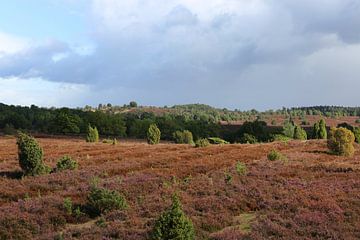 Het landschap van de Lüneburger Heide op de Wilseder Berg van Karina Baumgart