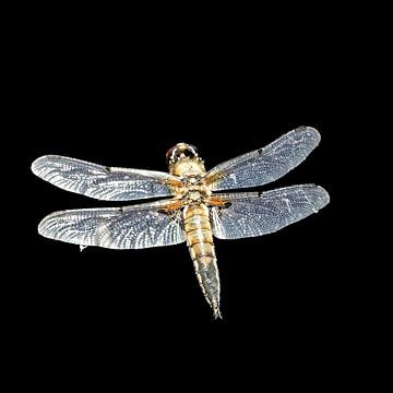Dragonfly in the dark room - Hovering silence by Skarvaan by Benedict Gertz