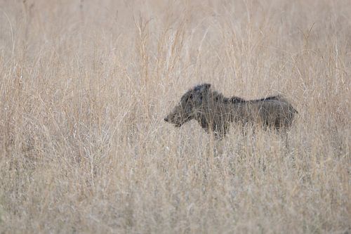 Little Pumba in the Savannah of Pilanusberg South Africa