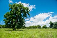 Breite ancient oak tree reserve in Roemenië