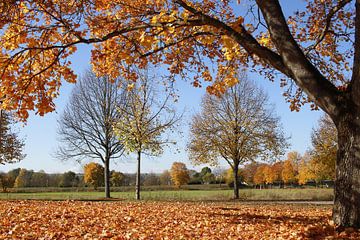 Bäume und Herbstlaub in Bad Neustadt