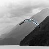 Gull flies with you - Argentina by Erwin Blekkenhorst