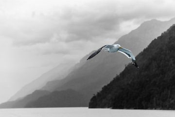 Gull flies with you - Argentina