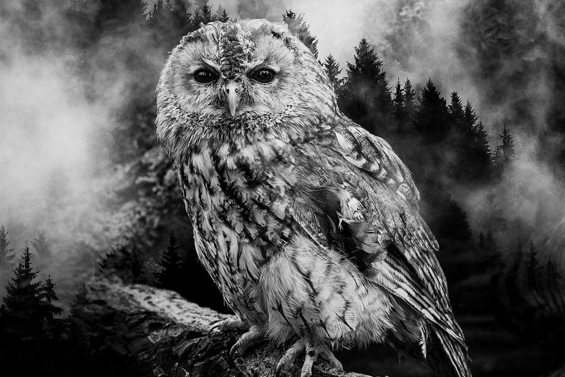 Owl by Mateo