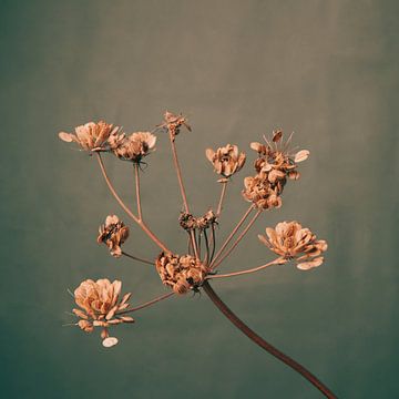 Photographie de nature morte, fleurs sèches sur WPF