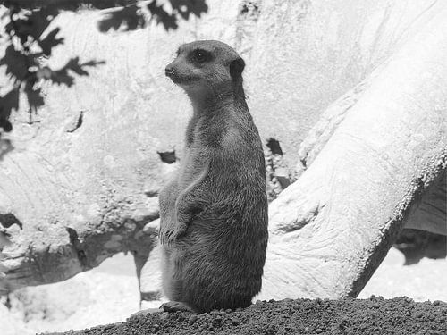 Chien de prairie en noir et blanc