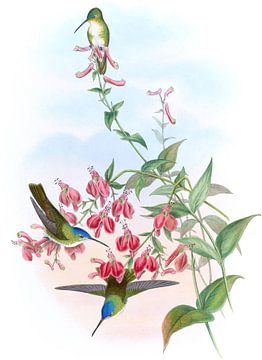 Francia's Azure-Crown, John Gould van Hummingbirds