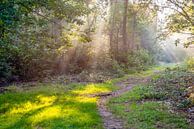 Zonnestralen in het bos van Ruud Morijn thumbnail