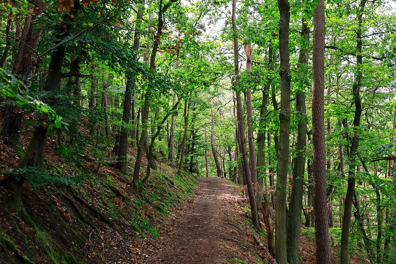 Wildromantischer Kellerwald von Thomas Jäger