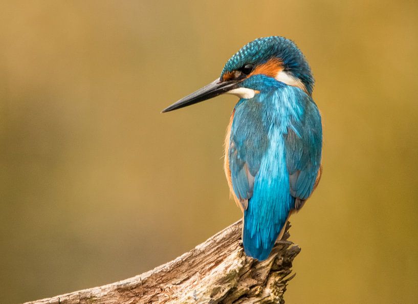 Kingfisher, Alcedo atthis. Man by Gert Hilbink