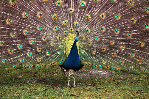 Pfau