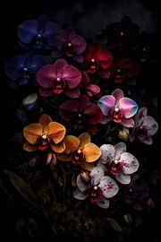 Vibrant multicoloured orchids in the deep night light by ButterflyPix