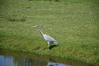 Reiger op jacht