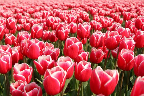 Tulpenveld