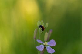 Visit by Studio Liefkoos