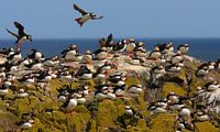 Een kolonie papegaaiduikers op de Farne Islands