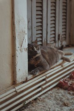 Pastel colors of cat in windowsill | Travel photography fine art photo print | Greece, Europe by Sanne Dost