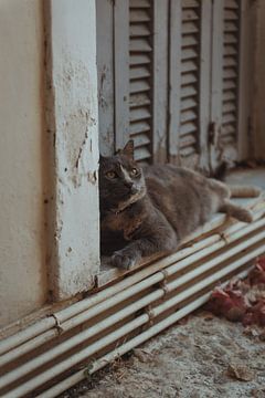 Pastellfarben einer Katze auf der Fensterbank | Reisefotografie Fine Art Fotodruck | Griechenland, E von Sanne Dost