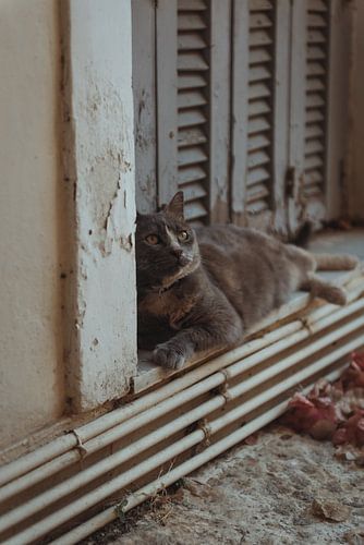Griekse kat in Corfu Stad | Reisfotografie | Griekenland, Europa