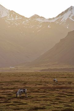 Des rennes dans l'est de l'Islande sur Elisa in Iceland