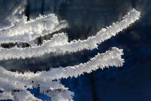 Branches in winter, Netherlands by Adelheid Smitt