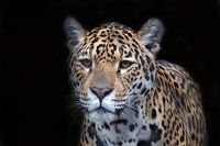 Jaguar avec un fond noir