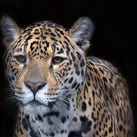 Jaguar mit schwarzem Hintergrund von Maurice de vries