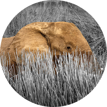 Olifant in moeras landschap van Chris Stenger
