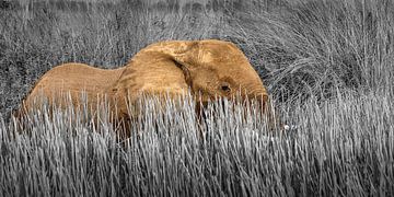 Olifant in moeras landschap van Chris Stenger