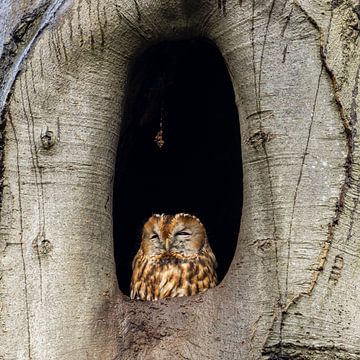 Ruhender Waldkauz. von Menno Schaefer