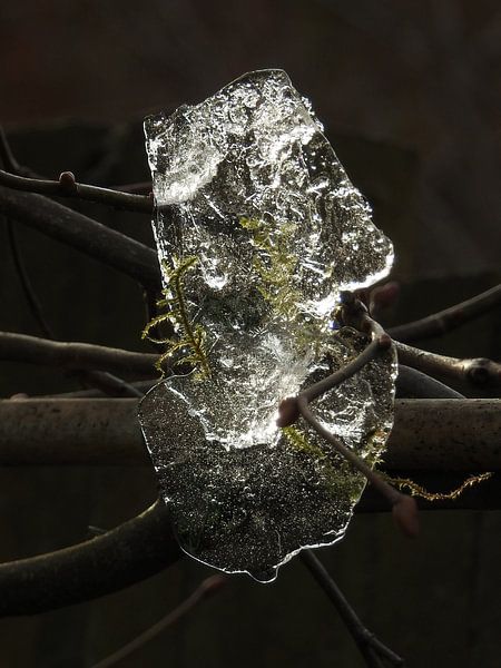 IJs in de boom by Fotografie Sybrandy