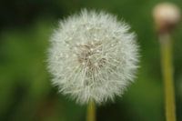 Uitgebloeide paardenbloem