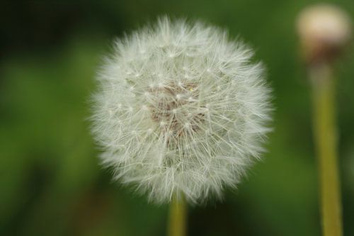 "Eine verblühte Pusteblume.