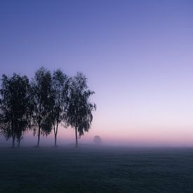 Birken im Morgennebel von Ronny Rohloff