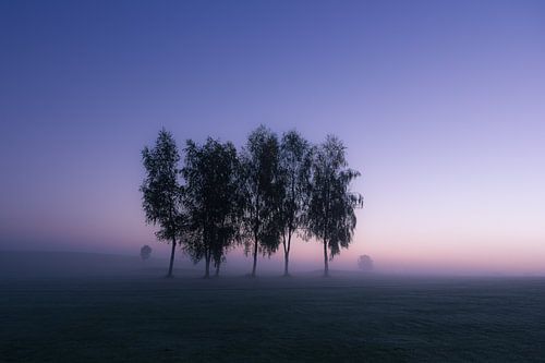 Birken im Morgennebel