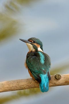 Common Kingfisher ( Alcedo atthis ), backside view van wunderbare Erde