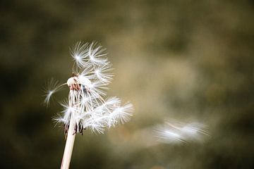 Le pissenlit perd ses dernières graines de fleurs dans le vent sur Arthur Scheltes